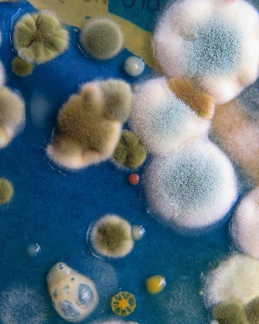 Why Third-Party Microbiome Testing Matters—and What Our Results Show